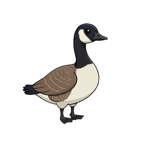 Canada Goose